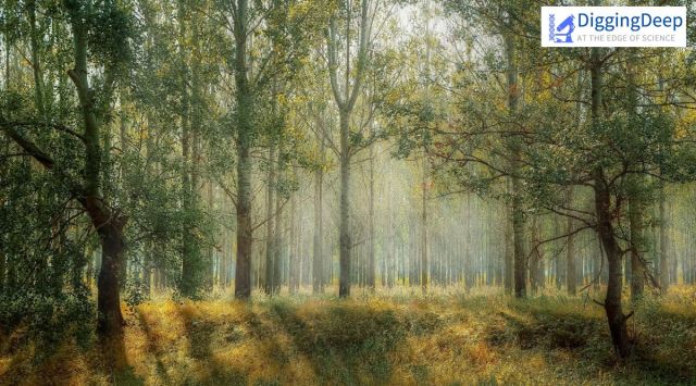 Global warming, Global warming and forests, Forests CO2 extraction, Forests cooling, Forests cooling efforts