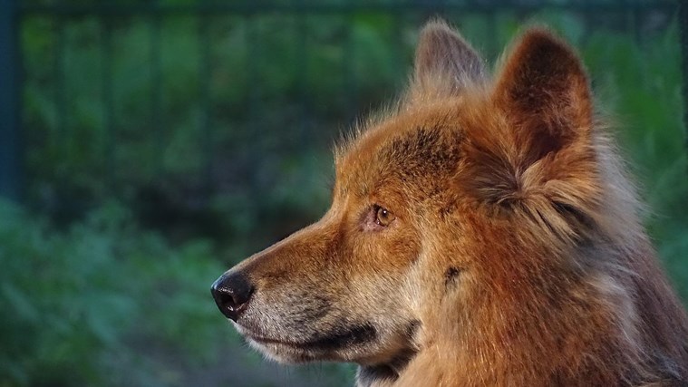 Eyes of the dingo provide insight into how dogs became our