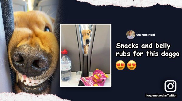 dog asks for snacks on plane, dog on plane, dog wants snacks, golden retriever, dog videos, dog, indian express