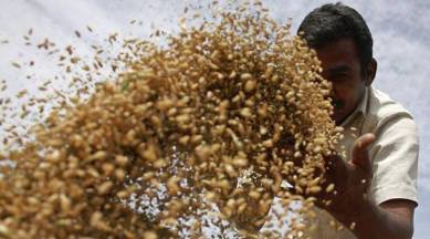 Govt announces foodgrain output target of 328 MT for 2022-23