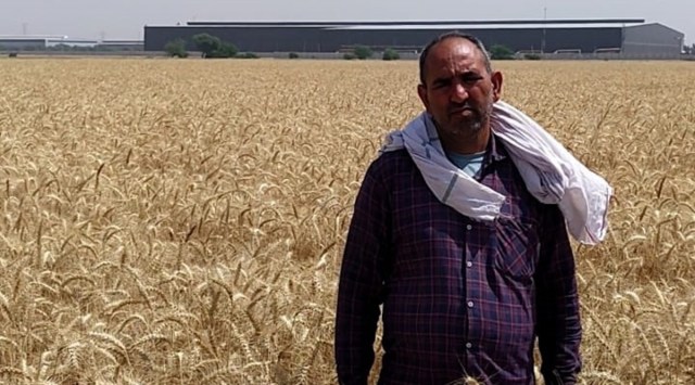 Mohan Kumar at his wheat field in Khera Patauda village of Haryana's Jhajjar district. (Express photo by Harish Damodaran)