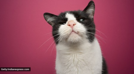 blindness, what causes blindness in pets, can pets become blind, how to prevent blindness in pets, pets and blindness, indian express news