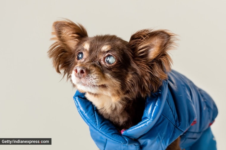 blindness, what causes blindness in pets, can pets become blind, how to prevent blindness in pets, pets and blindness, indian express news