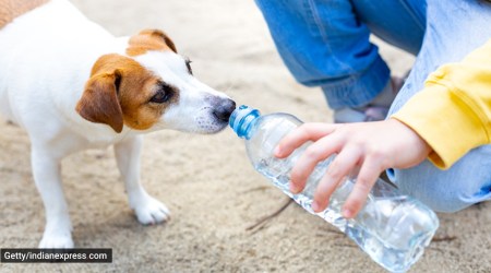 heat stroke, heat stroke in dogs, heat stroke in pets, dehydration in dogs, how to manage dehydration in dogs, signs of dehydration and heat stroke in dogs, indian express news
