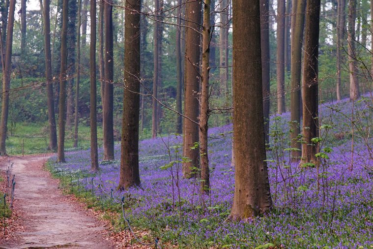 Belgium Bluebells