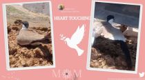 Watch: Mother bird stands her ground, guards eggs from excavator
