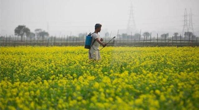 This year the area under mustard has increased to 54,000 hectares from 32,000 hecatres in last year.