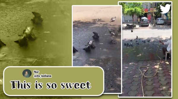 man showers water to pigeons, pigeons showered with water, heatwave, summer, hot temperature, pigeon video, indian express
