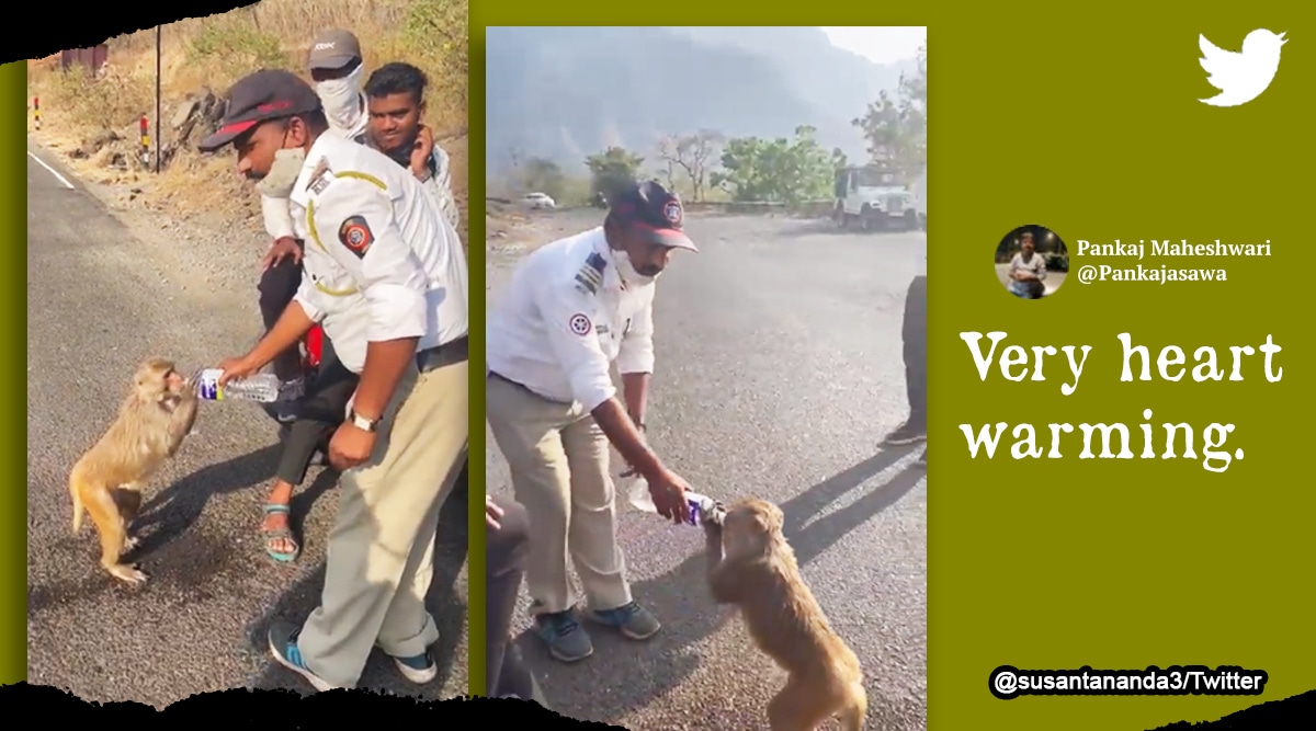 Maharashtra cop gives water to a thirsty monkey. Watch video | Trending News,The Indian Express Maharashtra cop gives water to a thirsty monkey. Watch video | Trending News,The Indian Express