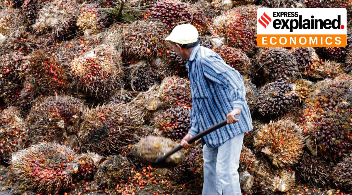 A worker gathers oil palm fruits at a factory in outside Kuala Lumpur. (File Photo)

