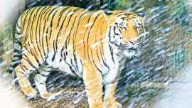 Pune weather, Pune hot weather, India Meteorological Department, Pune news, Pune city news, Pune, Maharashtra, Maharashtra government, India news, Indian Express News Service, Express News Service, Express News, Indian Express India News