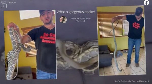 seven-foot-snake in couch, snake in couch, California, Vietnamese blue beauty rat snake, snake video, indian express