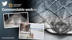 turtle rescue, narrow headed softshell turtle, turtle video, forest officials rescue turtle, indian express