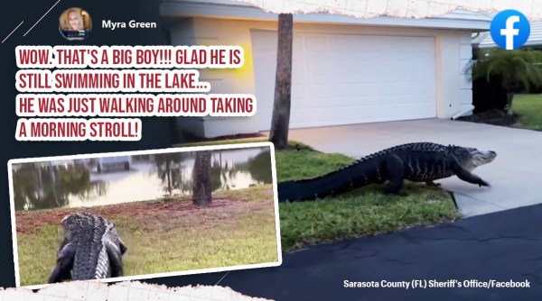 Sarasota County Sheriff's Office shared a video of the alligator moving across the yard and plunging into Harrington lake in Venice on Easter morning.