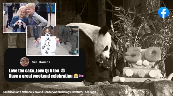 panda eating cake, panda video, giant panda program, panda celebrates 50 years,indian express