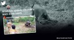 elephant treated by forest officials, elephant affected by worms, elephant rescue, elephant, Sathyamangalam tiger reserve, indian express
