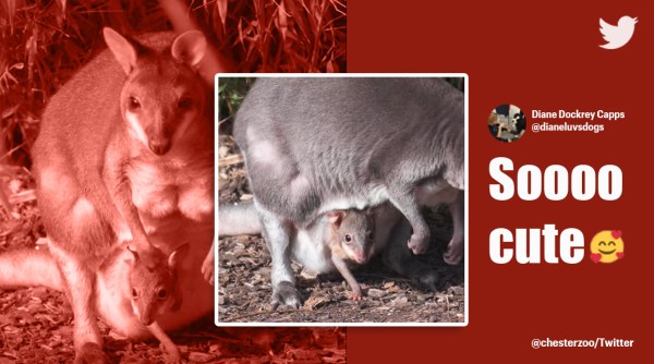 pademelon, pademelon video, kangaroo video, baby kangaroo peeking out, miniature kangaroo, indian express