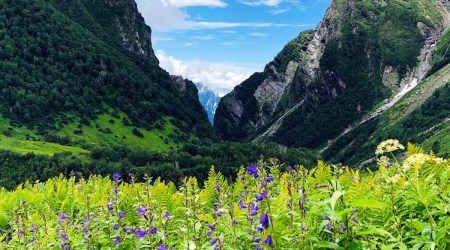 Valley of flowers