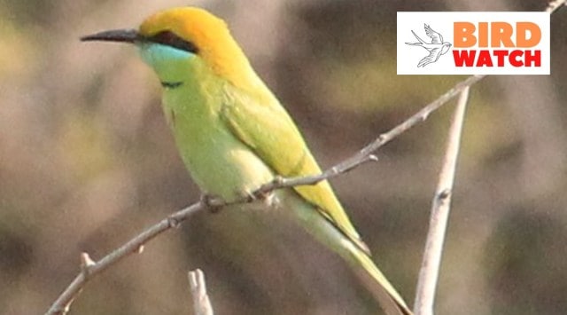 Bird Watch: Spot the bee-eating beauties