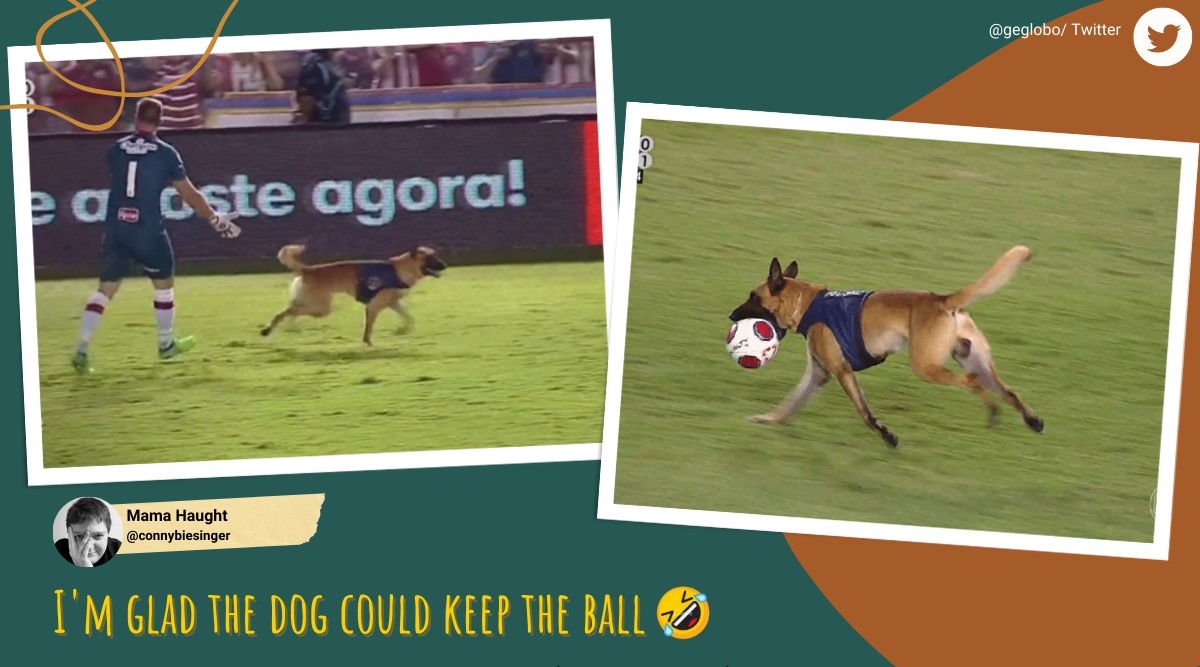 brazil dog interrupts football match, police dog football match, Campeonato Pernambucano dog video, Náutico vs Retrô dog, indian express
