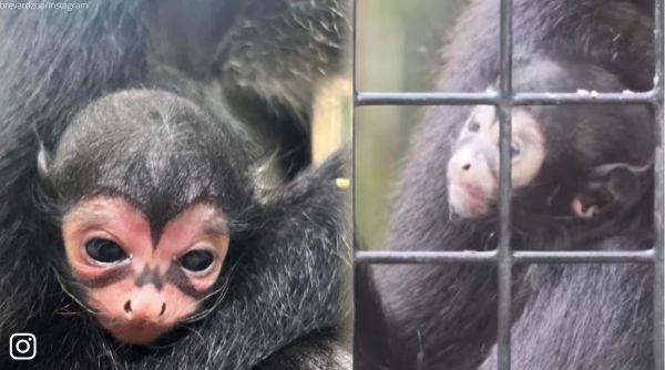 monkey with batman symbol on nose, batman, monkey, baby monkey with batman symbol, indian express