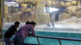 byculla zoo, mumbai zoo, byculla zoo open date, byculla zoo visit timings, byculla zoo animals open date timings, mumbai, mumbai news, byculla, byculla zoo, penguins at byculla zoo, indian express news