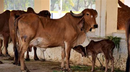Cow, Calf, female calf, Chandigarh news, Chandigarh, Indian express, Indian express news, Punjab news