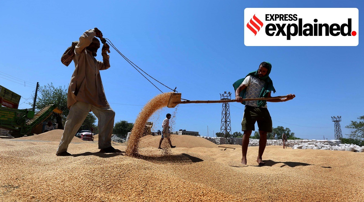A wheat heap at the Grain Market in Ludhiana's Ayali Kalan (Express File Photo by Gurmeet Singh)