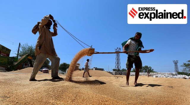 A wheat heap at the Grain Market in Ludhiana's Ayali Kalan (Express File Photo by Gurmeet Singh)