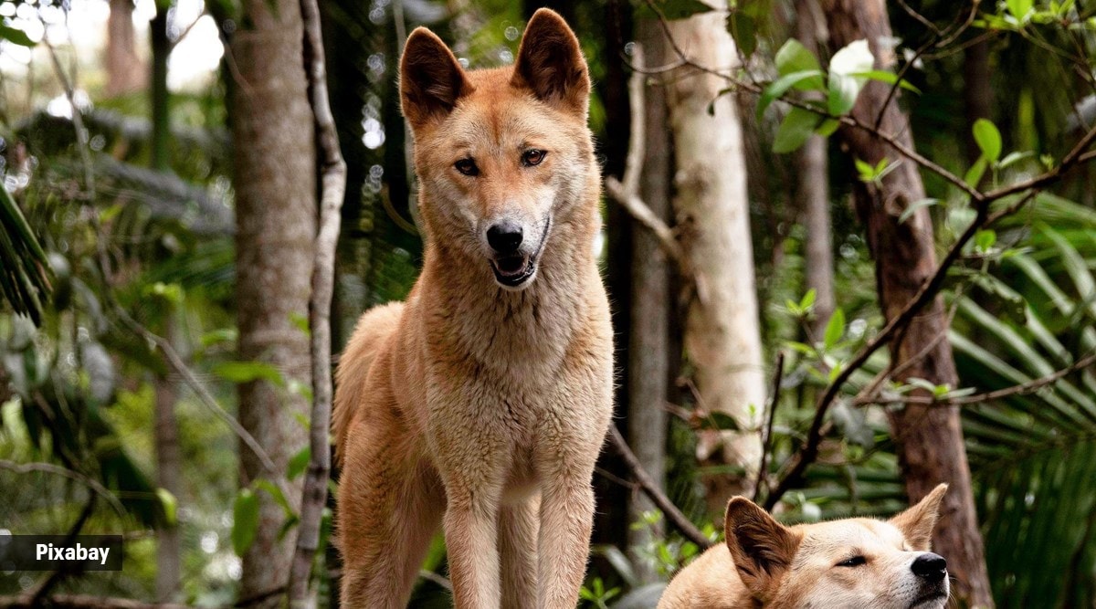 are dogs and dingoes descended from wolves