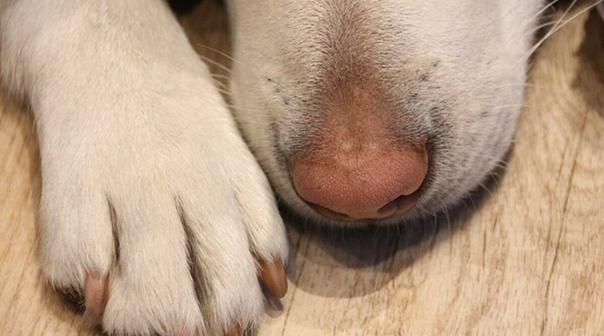 can rabies spread through dog nails