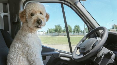 pet travel