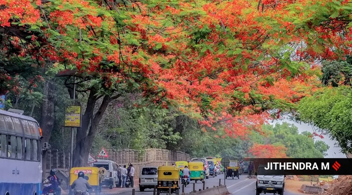 Flowering trees in bloom at ‘garden city’ Bengaluru are a sight to