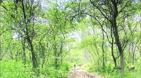 The forest will be developed in an area of around 35 acres. (Representational)