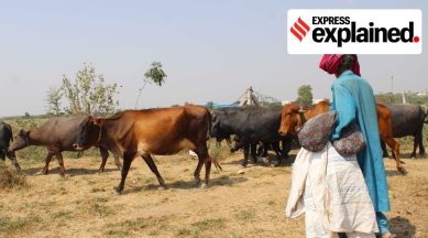 Two types of bans have been imposed on the transportation of fodder in Haryana. (Express Photo/File)