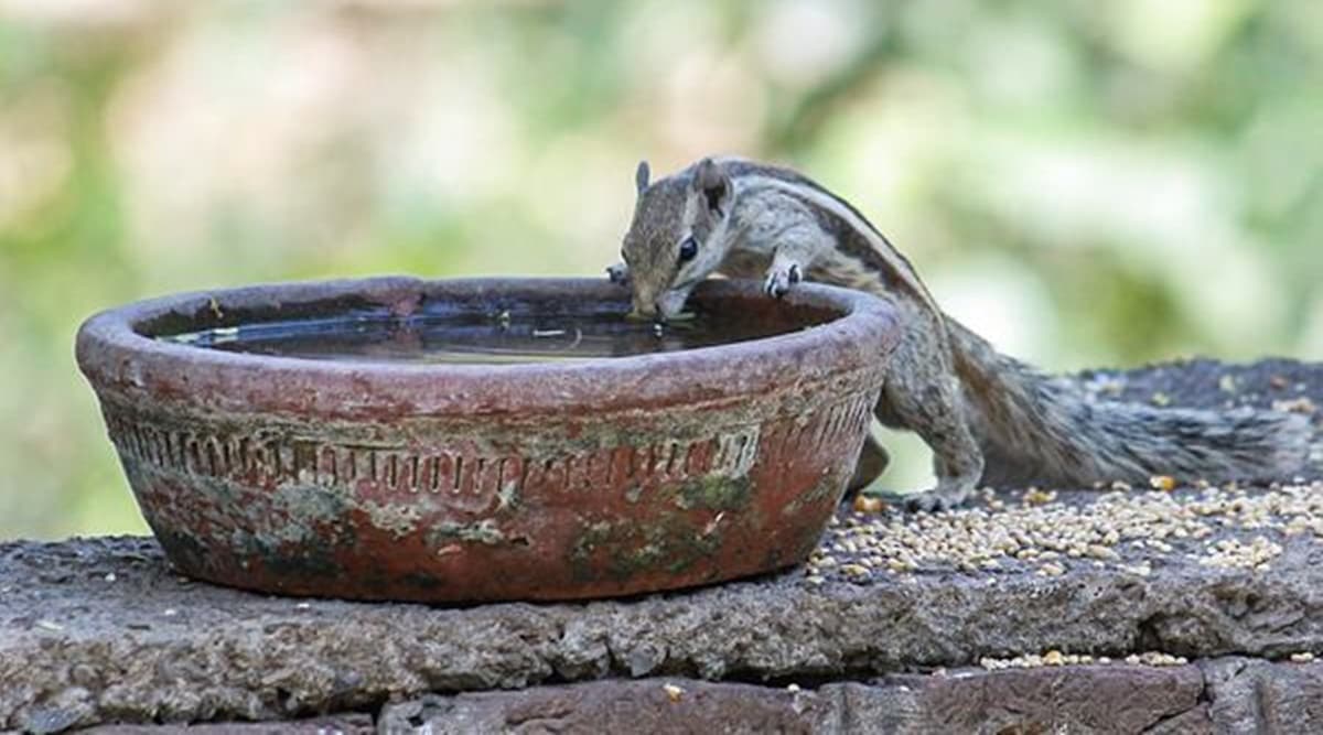 Gurugram: A squirrel drinks water to quench its thirst, on a hot summer afternoon, in Gurugram, Saturday, April 30, 2022. (PTI Photo)
