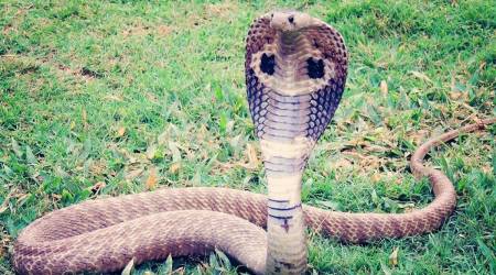 Five people have been detained for using a live cobra while dancing to the tune of 'Main Naagin' son in Odisha (Representational)