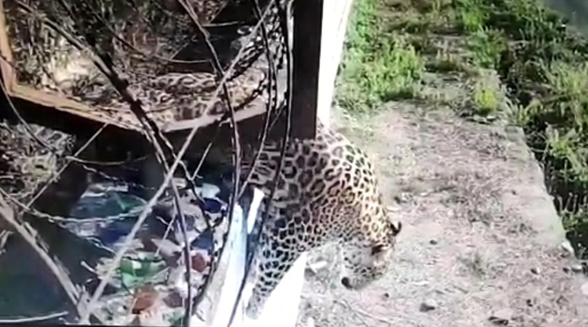 Leopard Spotted Ahmedabad: Leopard Spotted On City's Outskirts