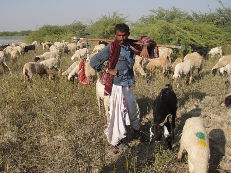 pm modi bhuj maldhari tribe cattle herders
