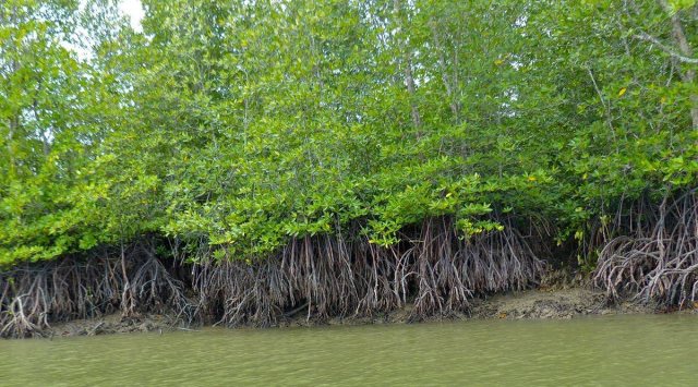 The MCZMA said there should be minimum construction in the mangrove area.