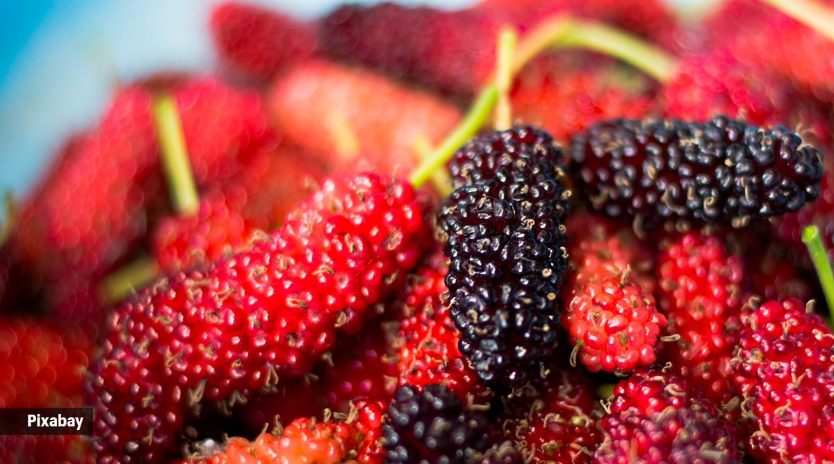 Summer health: Top three reasons why you should consume mulberry this  season | Lifestyle News,The Indian Express