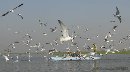 Nalsarovar Bird Sanctuary in Surendranagar. (Express Photo by Javed Raja)
