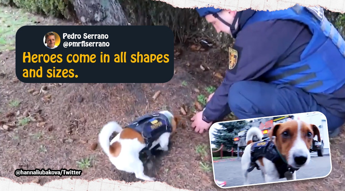 Patron hero dog ukraine, Patron dog sniffs out explosives in Ukraine, Dogs of Ukraine, Russia Ukraine war, Ukraine war, Indian Express