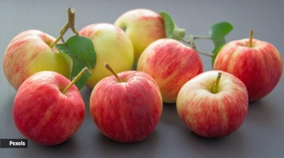 Apples weren't always big, juicy and sweet — ancient ones were small and  bitter