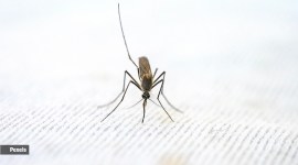 world malaria day 2022