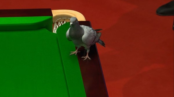pigeon in snookers, world snooker championship, Crucible pigeon video, birds match interruption, viral video, indian express