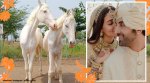 alia bhatt, ranbir kapoor, alia ranbir wedding, alia ranbir horses, alia ranbir rescued horses, viral news, odd news, indian express