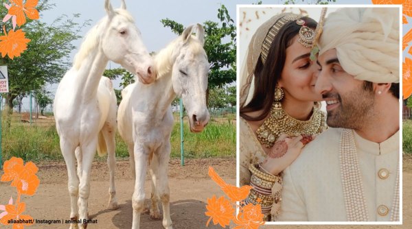 alia bhatt, ranbir kapoor, alia ranbir wedding, alia ranbir horses, alia ranbir rescued horses, viral news, odd news, indian express