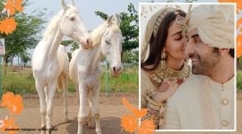 ranbir alia horse alia bhatt, ranbir kapoor, alia ranbir wedding, alia ranbir horses, alia ranbir rescued horses, viral news, odd news, indian express