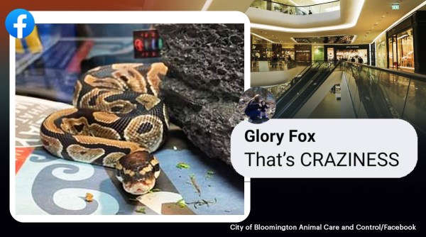 Python rescued after being found in a Walmart, Python in a walmart, Python adopted, Animal rescue python, Indian Express